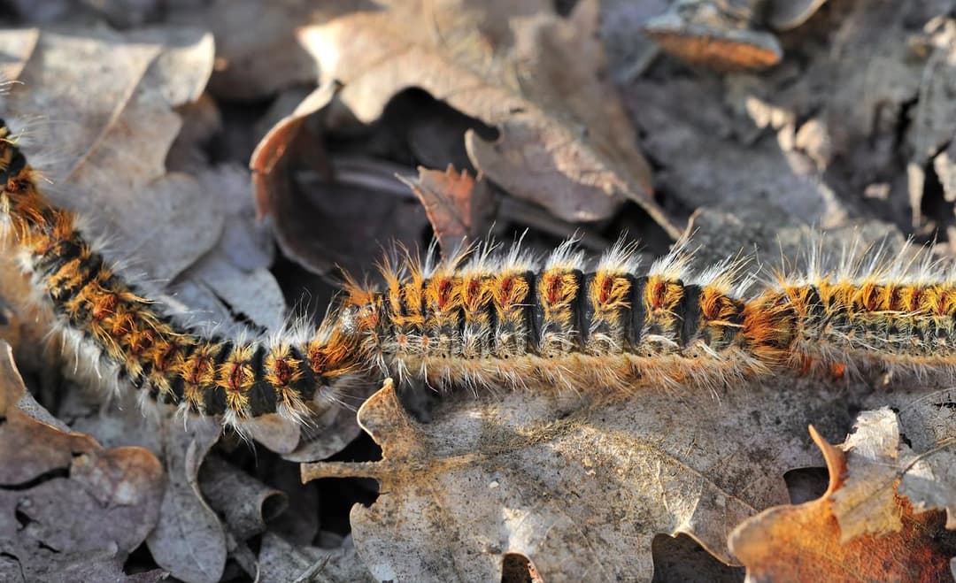 Perigos da Lagarta do Pinheiro: Como Proteger a Sua Empresa e Espaços Verdes